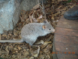 219 83e. Cairns - ZOOm at casino - rodent