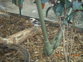 Cairns - ZOOm at casino - bird