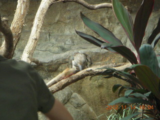 Cairns - ZOOm at casino