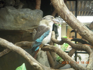 222 83e. Cairns - ZOOm at casino - bird