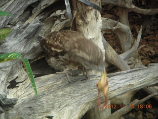 Cairns - ZOOm at casino - frogmouth feeding