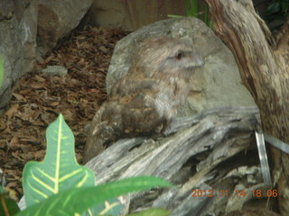 Cairns - ZOOm at casino - frogmouth feeding