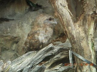 225 83e. Cairns - ZOOm at casino - frogmouth feeding