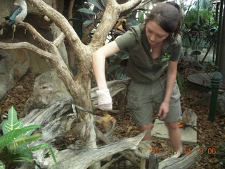 Cairns - ZOOm at casino - frogmouth feeding