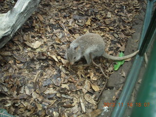 Cairns - ZOOm at casino - bird