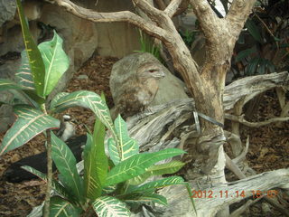 Cairns - ZOOm at casino - frogmouth feeding