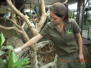 Cairns - ZOOm at casino - frogmouth feeding