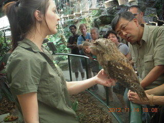 230 83e. Cairns - ZOOm at casino - frogmouth feeding