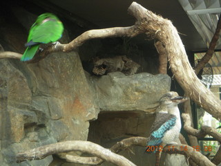 231 83e. Cairns - ZOOm at casino - frogmouth feeding - other bird