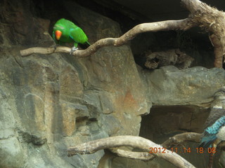 232 83e. Cairns - ZOOm at casino - frogmouth feeding - other bird