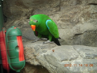 Cairns - ZOOm at casino - frogmouth feeding - other bird