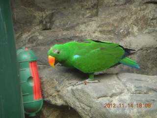 Cairns - ZOOm at casino - frogmouth feeding - other bird