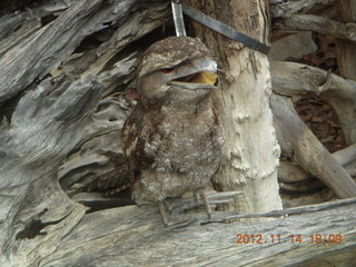 Cairns - ZOOm at casino - frogmouth feeding