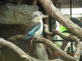 236 83e. Cairns - ZOOm at casino - frogmouth feeding - other bird