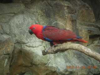 237 83e. Cairns - ZOOm at casino - frogmouth feeding - other bird