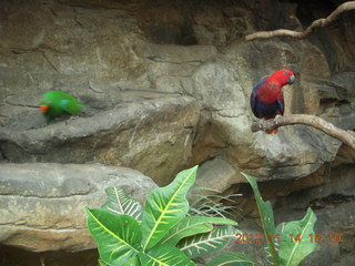 Cairns - ZOOm at casino - frogmouth feeding - other birds