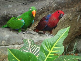 240 83e. Cairns - ZOOm at casino - frogmouth feeding - other birds