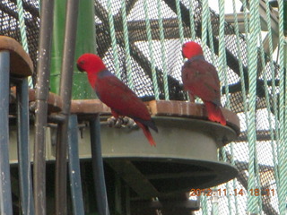 241 83e. Cairns - ZOOm at casino - frogmouth feeding - other birds