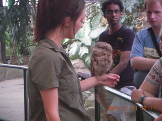 Cairns - ZOOm at casino - frogmouth feeding - other bird