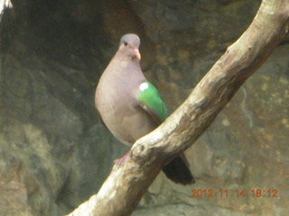 Cairns - ZOOm at casino - bird