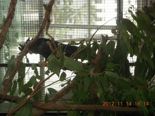 Cairns - ZOOm at casino - frogmouth feeding - other bird