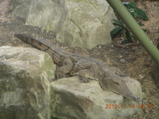 Cairns - ZOOm at casino - frogmouth feeding - other bird