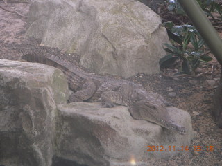 Cairns - ZOOm at casino - frogmouth feeding - other bird