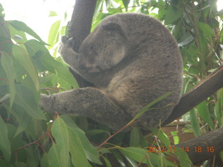 Cairns - ZOOm at casino - frogmouth feeding - other birds