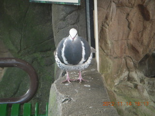 Cairns - ZOOm at casino - frogmouth feeding - other birds