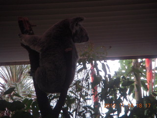 251 83e. Cairns - ZOOm at casino - koala