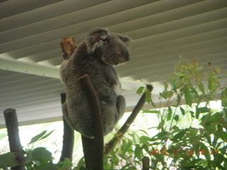 Cairns - ZOOm at casino - koala