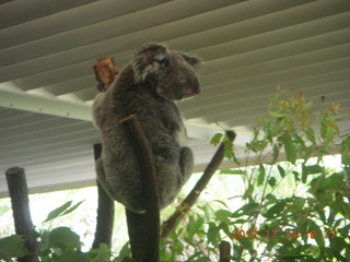 Cairns - ZOOm at casino - frogmouth feeding - other birds