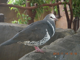 253 83e. Cairns - ZOOm at casino - bird