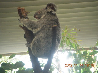 254 83e. Cairns - ZOOm at casino - koala