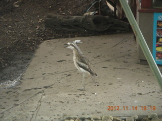 255 83e. Cairns - ZOOm at casino - bird