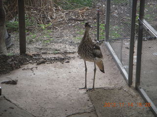 256 83e. Cairns - ZOOm at casino - bird