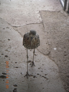 257 83e. Cairns - ZOOm at casino - bird