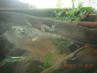 Cairns - ZOOm at casino - lizard