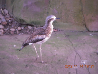 259 83e. Cairns - ZOOm at casino - bird