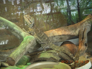 Cairns - ZOOm at casino - bird