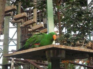 Cairns - ZOOm at casino - bird