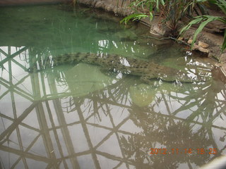 Cairns - ZOOm at casino - lizard