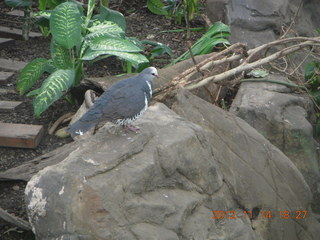 Cairns - ZOOm at casino - bird