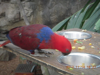 271 83e. Cairns - ZOOm at casino - red parrot