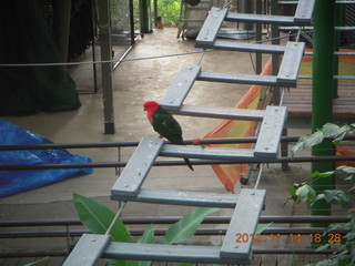 272 83e. Cairns - ZOOm at casino - bird