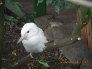 273 83e. Cairns - ZOOm at casino - bird