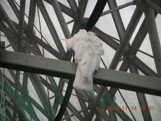 274 83e. Cairns - ZOOm at casino - white cockatoo