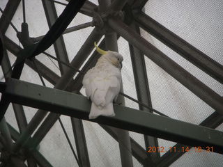 Cairns - ZOOm at casino - white cockatoo