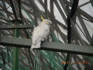 276 83e. Cairns - ZOOm at casino - white cockatoo
