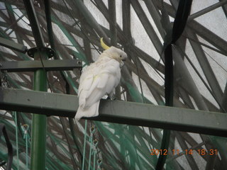 Cairns - ZOOm at casino - white cockatoo